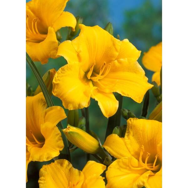 Bloomsz Daylily Fragrant Stella D'Oro Roots Super Saver (6-Pack)