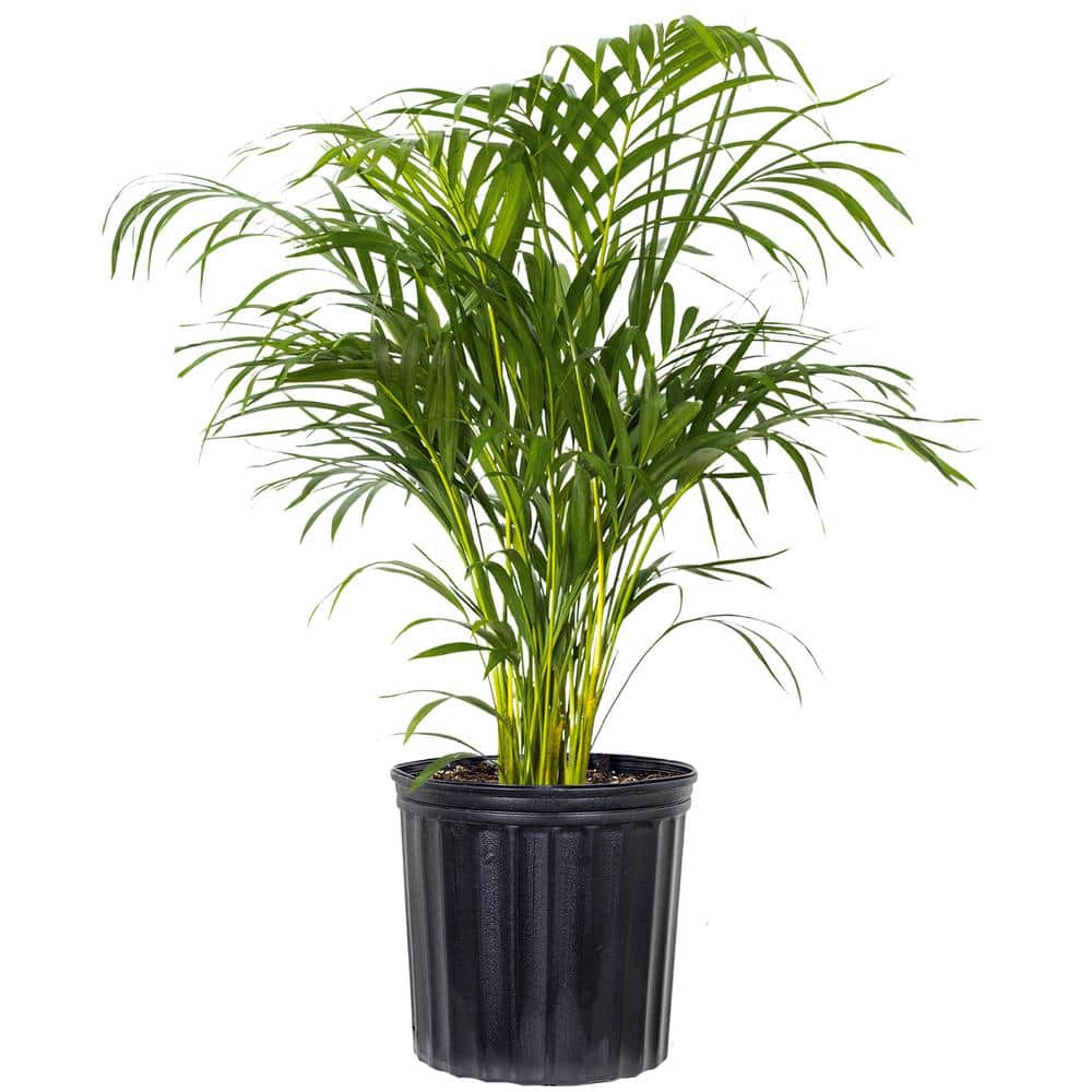 United Nursery Areca Palm Dypsis lutescens Live Indoor Outdoor Houseplant in 10 inch Grower Pot