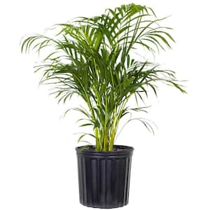 Areca Palm Dypsis lutescens Live Indoor Outdoor Houseplant in 10 inch Grower Pot