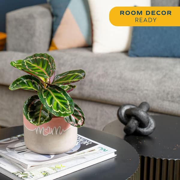 Costa Farms Grower's Choice Calathea Indoor Plant in 6 in. Decor
