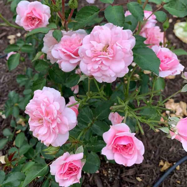 1 Gal. Pot, Bonica Meideland Shrub Rose Potted Plant (1-Pack)