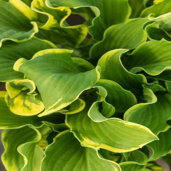 DIRECT GARDENING Wheee! Hosta Dormant Bare Root Shade Perennial