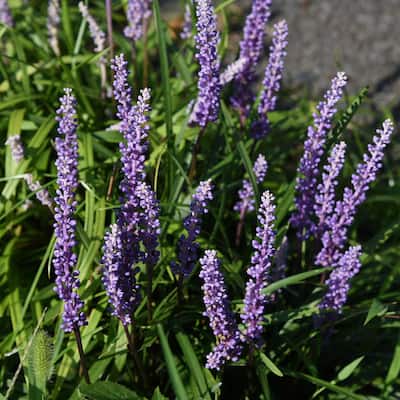 2.5 Qt. Super Blue Lily Turf (Liriope) Grass with Violet Purple Flower Spikes in Summer