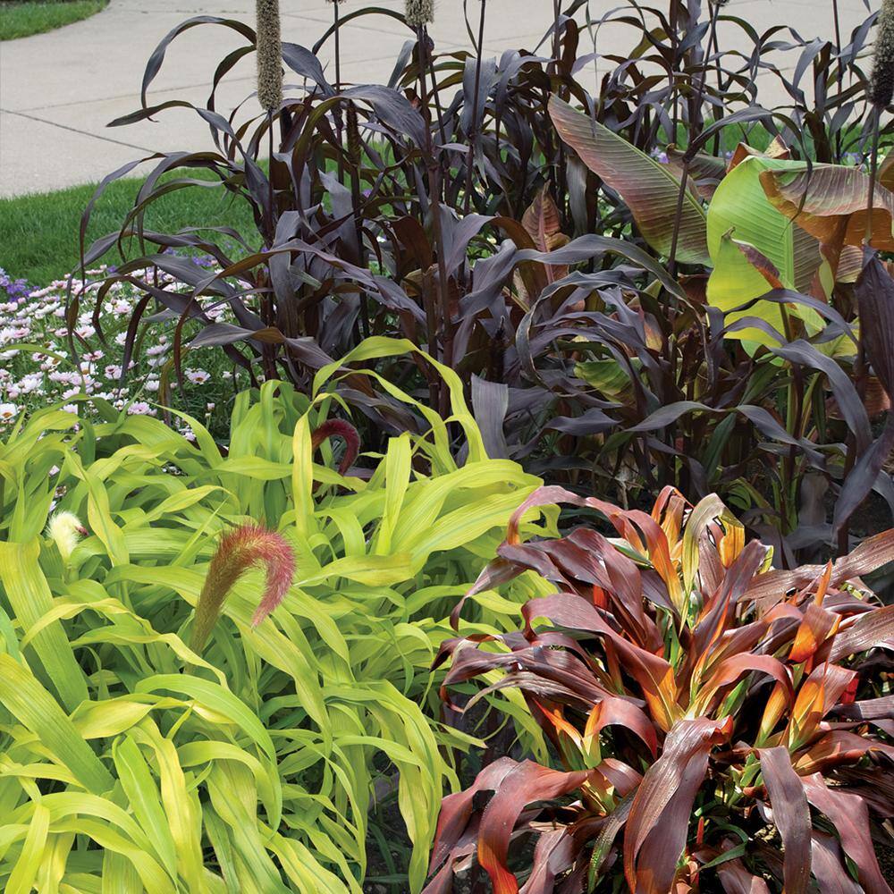 Vigoro 1 Gal. Millet Grass Perennial Plant With Brown Grass 1000041493