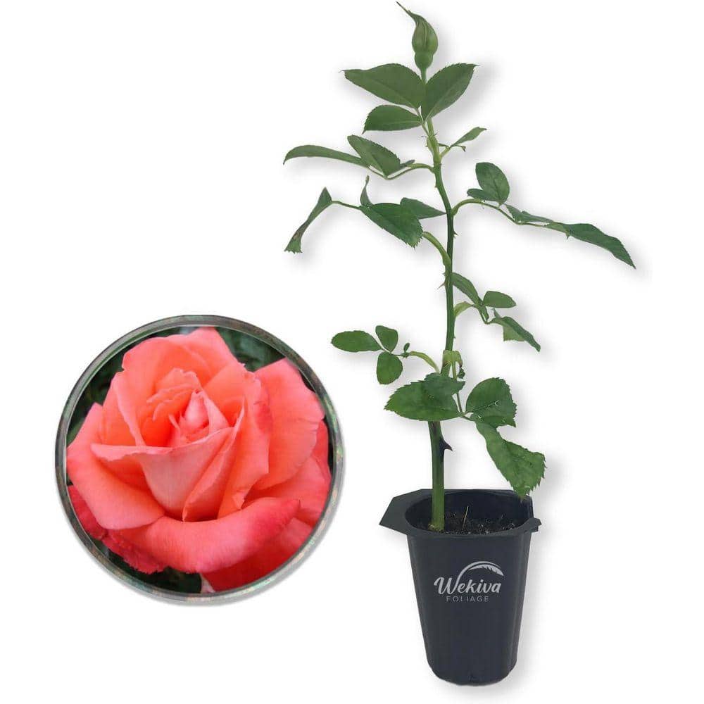 Wekiva Foliage Cary Grant Rose Bush-Live Starter Plant in 2 a in