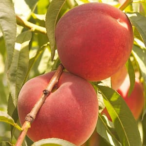 Contender Peach (Prunus) Live Fruiting Bareroot Tree (1-Pack)