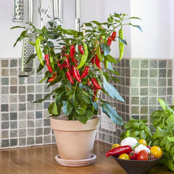 Bonnie Plants 25 oz. Hot Fajita Plant (2-Pack) 202088 - Home