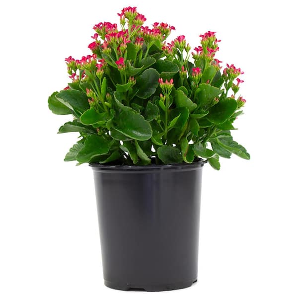 Vigoro 2.5 Qt. Kalanchoe Purple Flowers in 6.33 in. Grower's Pot ...