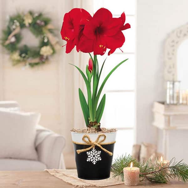 Gardens Alive! Red Reality Amaryllis (Hippaestrum) Bulb Holiday Gift Kit, Planted in a Decorative 6 in. Pot