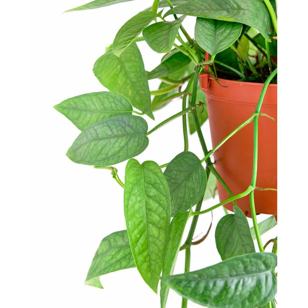Large Green Epipremnum Aureum Pothos in Brown Grower Pot