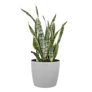 Sansevieria Laurentii Live Indoor Outdoor Plant in 10 inch Premium Ecopots White Grey