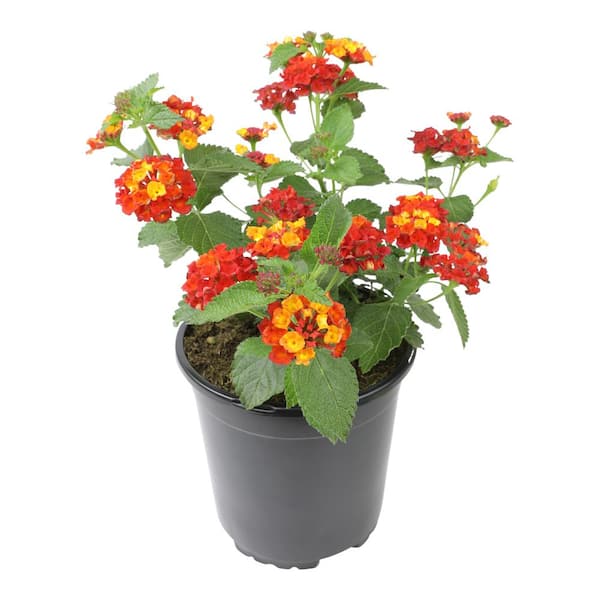 Dallas Red Lantana Flowers, Heat Tolerant Spring Garden Pollinator Plant, 1 Gal. Pot, Live Flowering Outdoor Plant