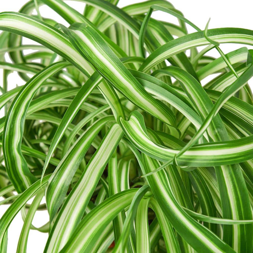 Bonnie Spider Plant in 6-inch Terracotta Nursery Pot