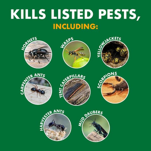 Spectracide - 18.5 oz. Wasp and Hornet Killer Aerosol Spray (Insect Killer) (2-Count)