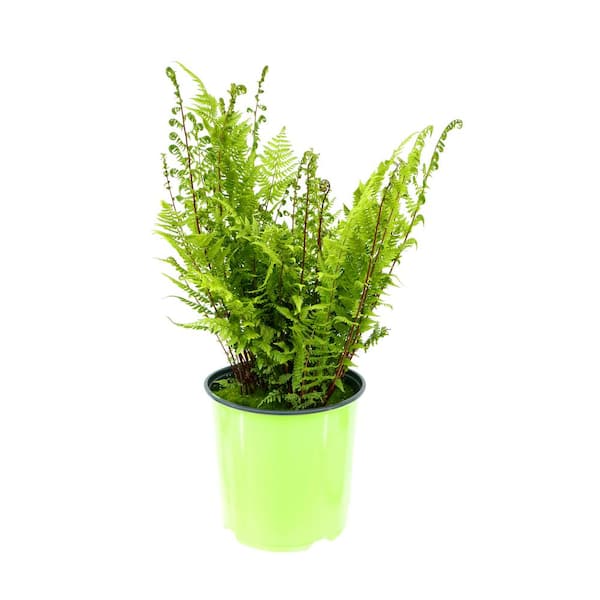 Unbranded Perennial Fern Athyrium Lady in Red 1.5 GL