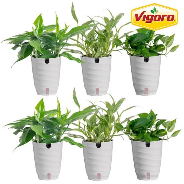 Grower's Choice Epipremnum Assortment Indoor Plant in 6 in. White Decor Pot, Avg. Shipping Height 1-2 ft. Tall (6-Pack)