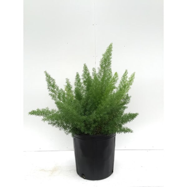 Fern 'Asparagus', Indoor Plant, Tropical Plant