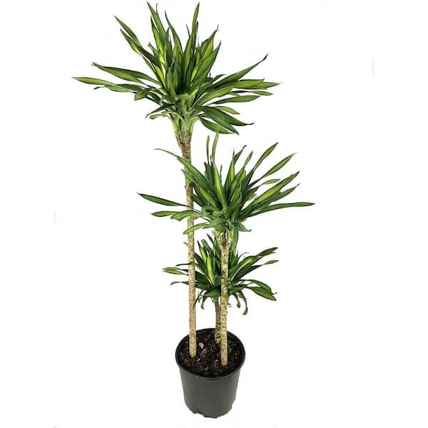 Wekiva Foliage Dracaena Rikki Cane-Live Plant in a 10 Inch Pot-Dracaena Deremenis Rikki-Attractive Low Maintenance Houseplant