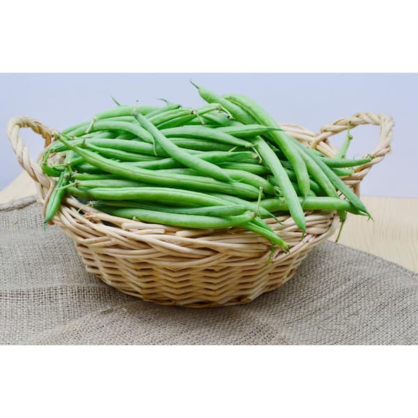 Back to the Roots 8.4 g Bean Tahoe Seed Packet