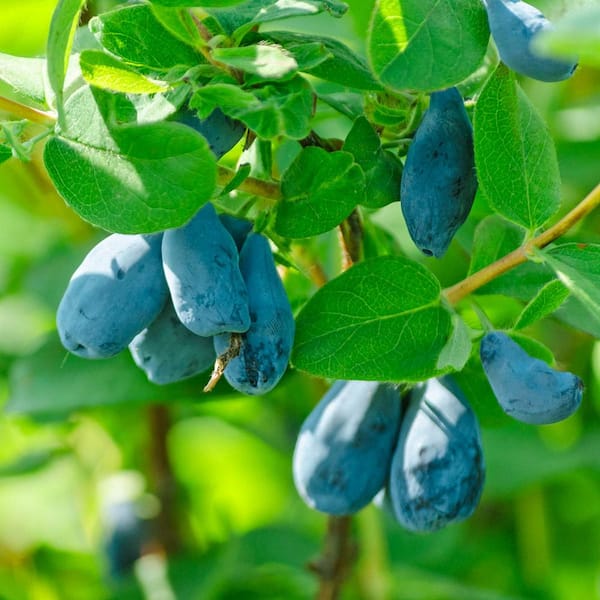 Gurney's Early Blue Honeyberry Bush, Fruit Bearing Starter Plant (1-Pack)