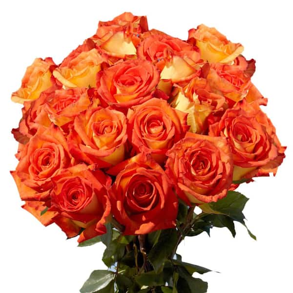 200 Stems of Bright Orange with Yellow Caribbean Roses- Fresh Flower Delivery