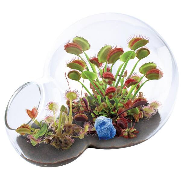 UNIQUE GARDENER Double Sphere Glass Terrariums Carnivorous Venus Flytrap Growarium Indoor Garden Terrarium Indoor Seed Starter Kit