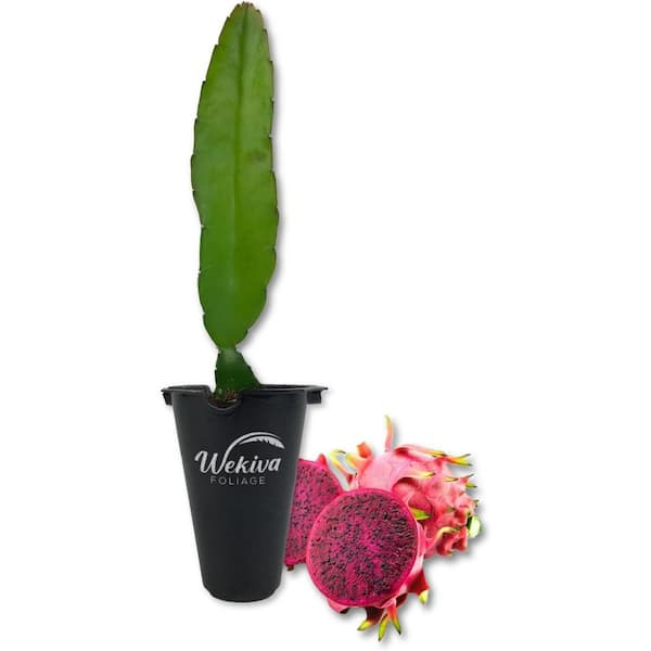 Wekiva Foliage Edgar's Baby Dragon Fruit Tree-Live Tissue Culture Starter Plant-Hylocereous Undatus-Edible Tropical Fruit Plant
