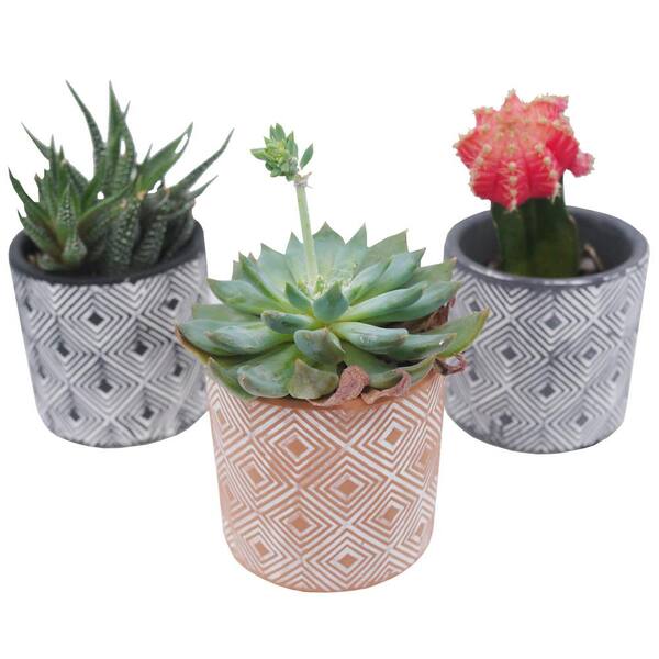 ADMIRED BY NATURE ABN5E156-MIX Planters Ceramic Contemporary Design Succulent Plant Pots, Cactus Planter, Mini Flower Pots (Set of 3)