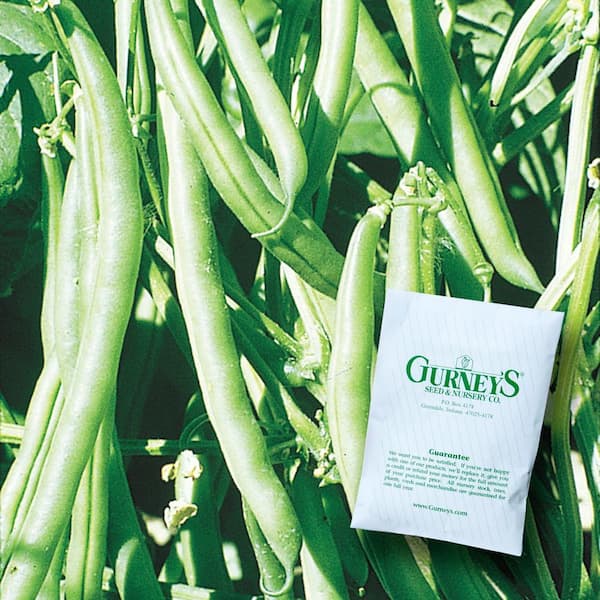 0.5 lb. Pole Bean Kentucky Wonder Vegetable Seed Packet