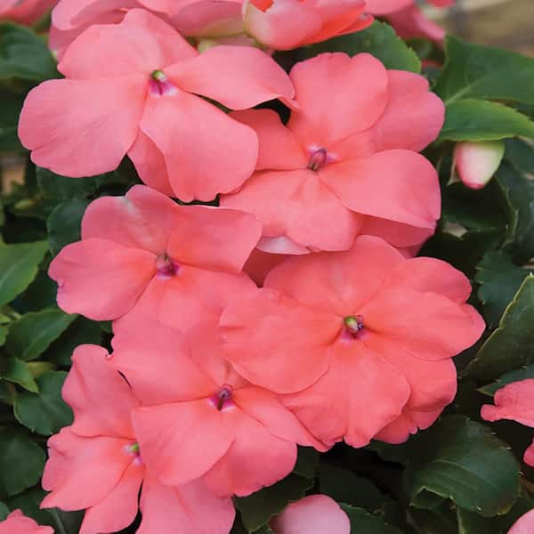 Unbranded 1.88-Pint Salmon Impatiens Plant (8-Pack)
