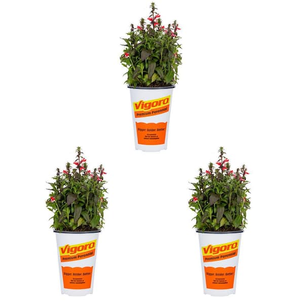 Vigoro 2 Qt. Lobelia Starship Scarlet Red Perennial Plant (3-Pack)