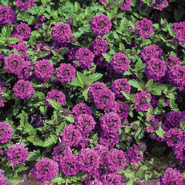 Homestead Purple Flowering Verbena Perennial Starter Plant (1-Pack)
