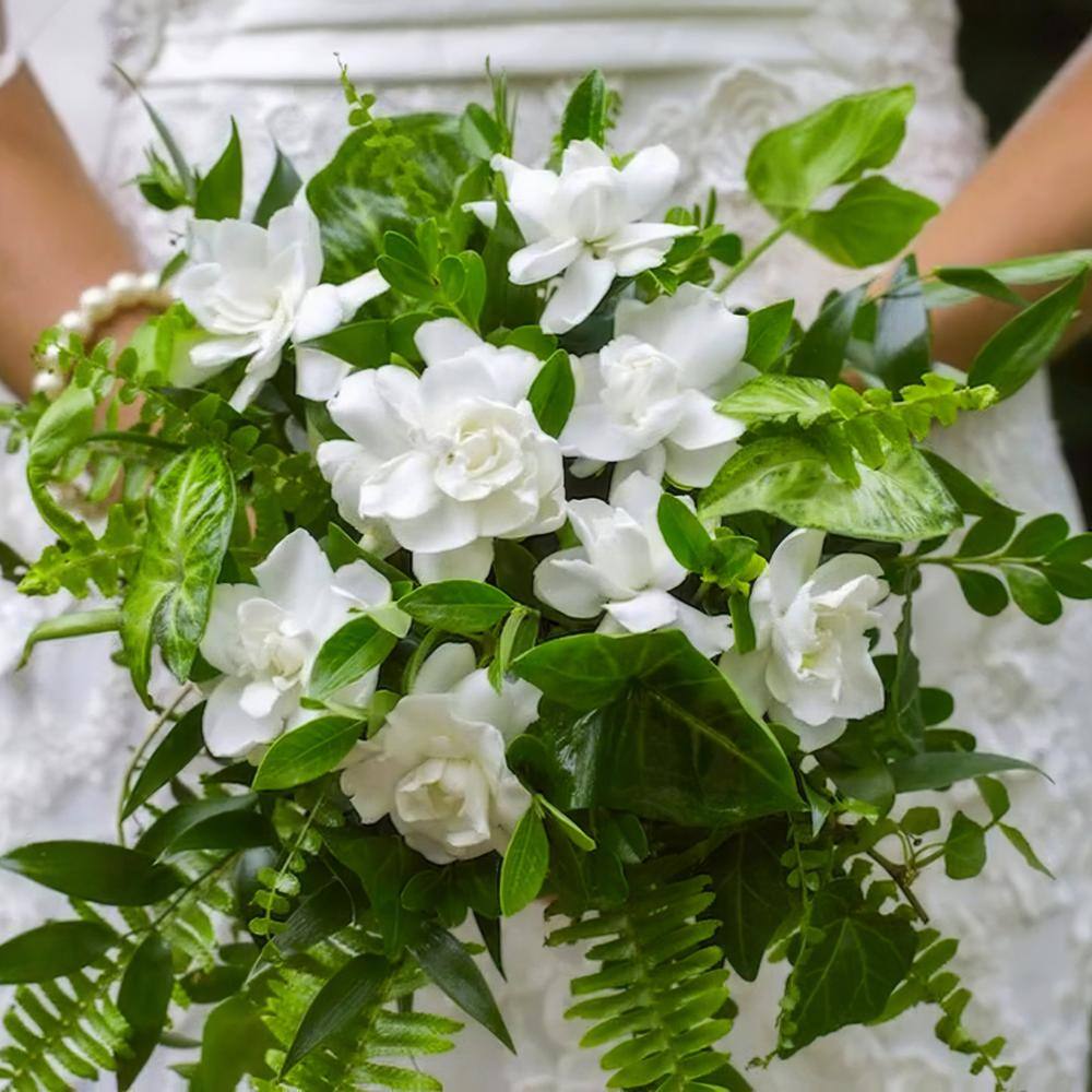 2 Gallon White Gardenia Jubilation Shrub