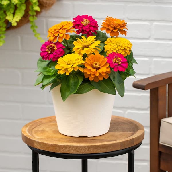 METROLINA GREENHOUSES 3 qt. Zinnia Red, Pink, Yellow Mix Annual