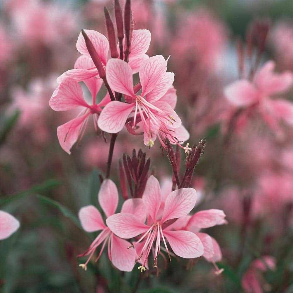 花 Bebe bloom Vigoro 1 Qt. Pink Beeblossom Plant 34677 - The Home Depot