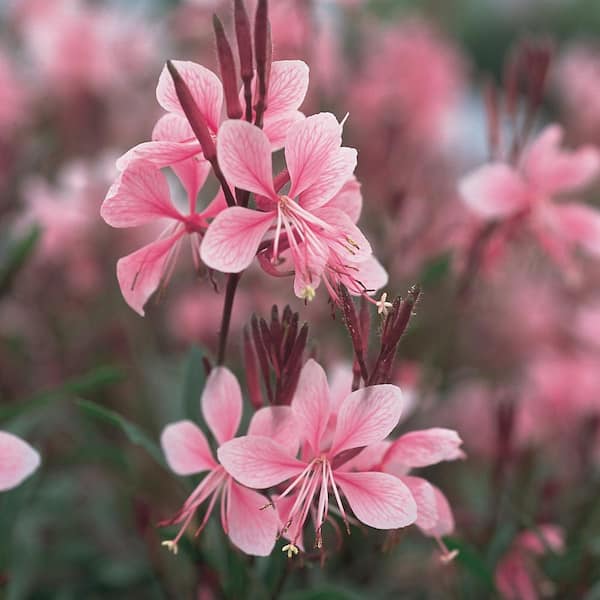 花 Bebe bloom Vigoro 1 Qt. Pink Beeblossom Plant 34677 - The Home Depot
