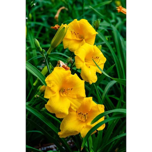 SOUTHERN LIVING 2.5 qt. Evergreen Stella Daylily Plant - Live