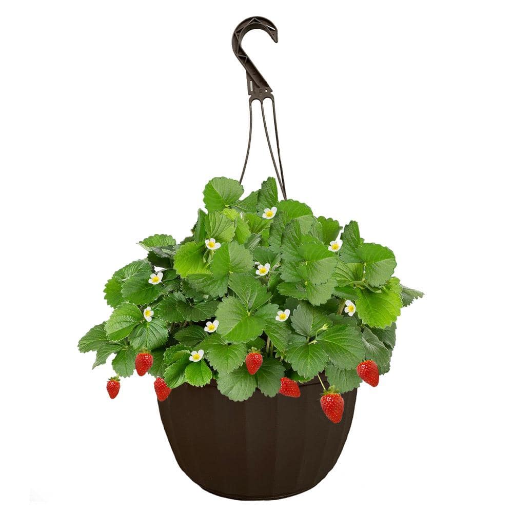 11 in. Strawberry Eversweet Hanging Basket Plant with Rich Red Berries