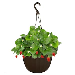 11 in. Strawberry Eversweet Hanging Basket Plant with Rich Red Berries