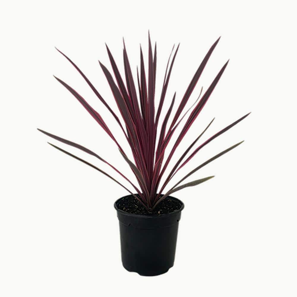 Perennial Grass Cordyline Paso Doble 2.5 Qt.
