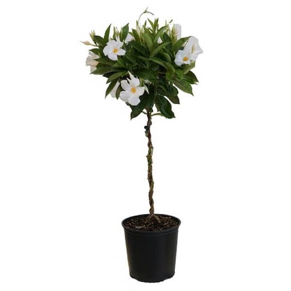 BELL NURSERY 12 Gal. Flowering Mandevilla TEE PEE Shrub