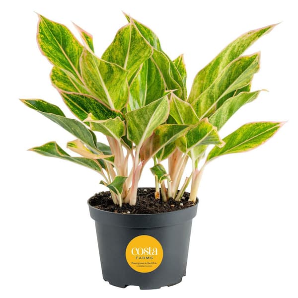 Aglaonema Creta Indoor Plant in 6 in. Grower Pot, Avg. Shipping Height 1-2 ft. Tall