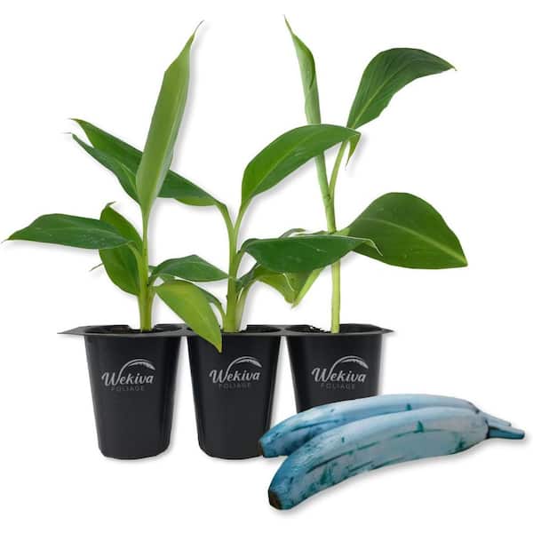 Wekiva Foliage Ice Cream Banana Tree-3 Live Tissue Culture Starter Plants-Musa Acuminata x Balbisiana Blue Java-Edible Fruit