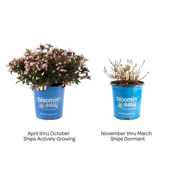 BLOOMIN' EASY 2 Gal. Afterglow Weigela Live Shrub, Light