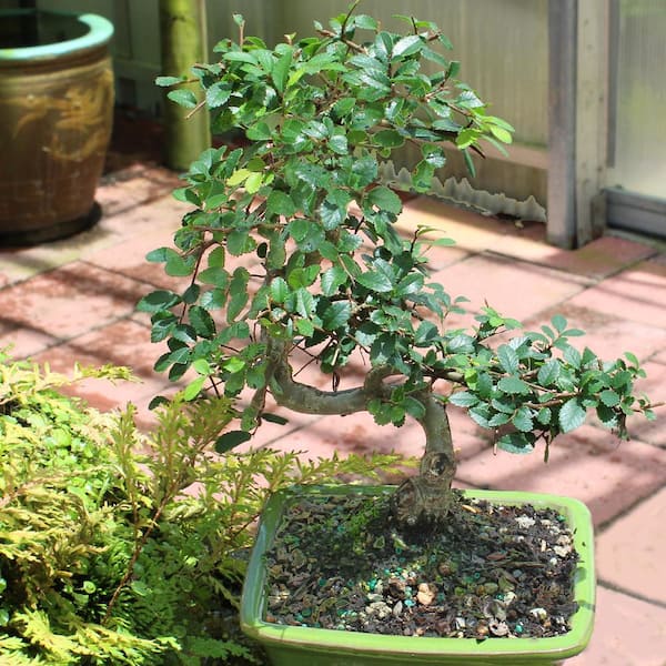 420.英仙造 染付段足長方 盆栽鉢 6.6*5.3*3cm brussel's BONSAI Chinese Elm Tree Small Curved Trunk