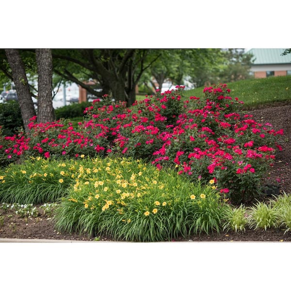 KNOCK OUT 2 Gal. Red Double Knock Out Rose Bush with Red Flowers 13210 -  The Home Depot