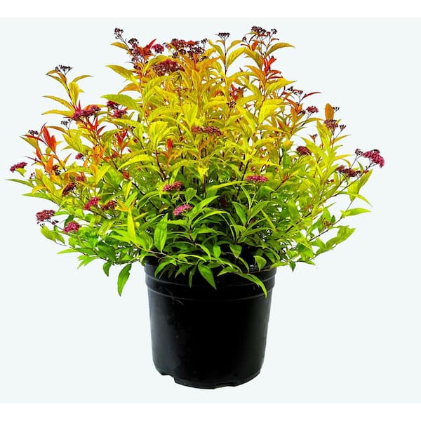 2.25 Gal. Magic Carpet Spiraea Live Shrub Dwarf with Pink Blooms