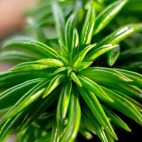 Happy Bean Peperomia Plant (Peperomia) in 4 in. Grower Container (3-Plants)