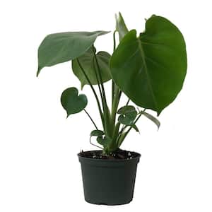 Little Monstera Deliciosa Split Leaf Philodendron Swiss Cheese Plant in 6 inch Grower Pot