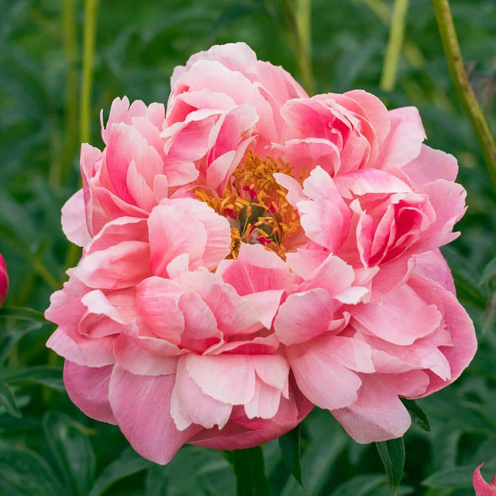 Spring Hill Nurseries Coral Pink Flowers Coral Charm Peony (Paeonia ...